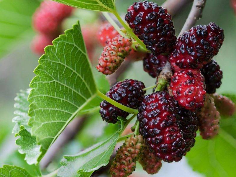 Шелковица купить саженцы из питомнике в Октябрьском