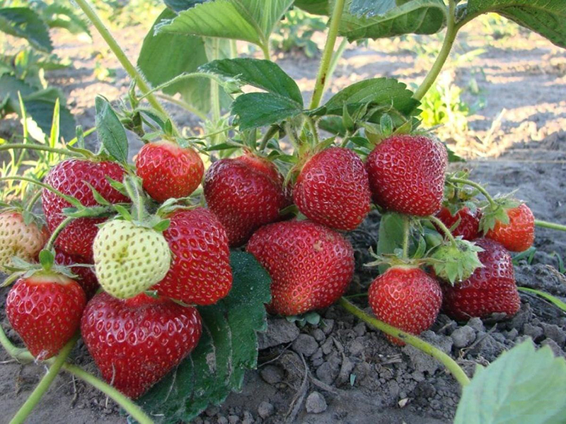 Клубника купить саженцы из питомника в Октябрьском