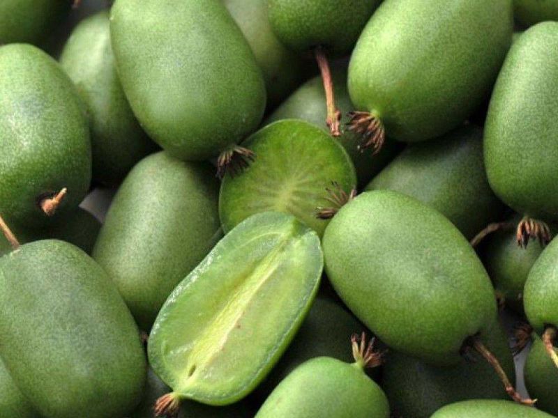 Актинидия купить саженцы из питомнике в Октябрьском