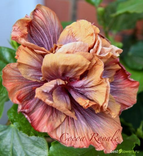 Гибискус Королевский Какао (древовидный)