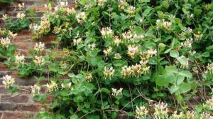 Жимолость декоративная "КАПРИФОЛЬ"