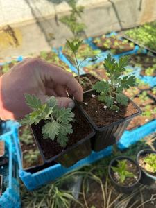 Хризантема Арлекин, Элен Вайт, Филин Грин, 3 шт